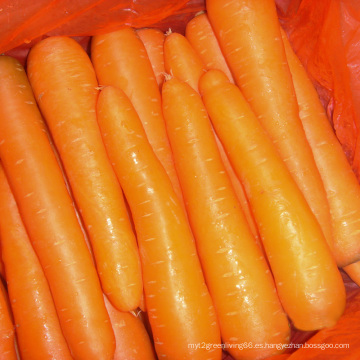 Nueva zanahoria fresca de buena calidad de cosecha 2015